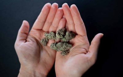 Say Hello to Kush Marijuana – What Is It like and How Does it Affect You?