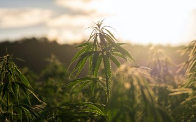 No More “Hot Hemp”? Exciting New Hemp Research in Texas 